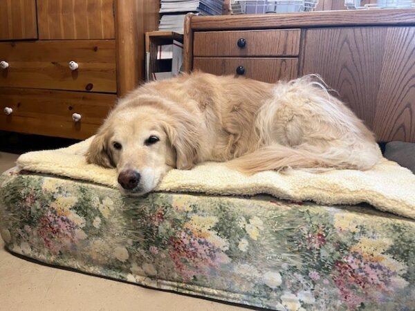 ADOPTED 4/27/24!! Stella Bella-8.5 years old (Female) - Image 6