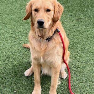 ADOPTED 4/25/24!! T2-1 year old (Male)