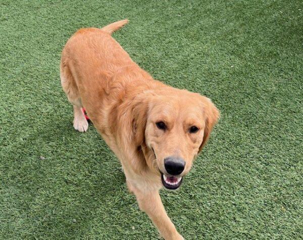 ADOPTED 4/25/24!! T2-1 year old (Male) - Image 8