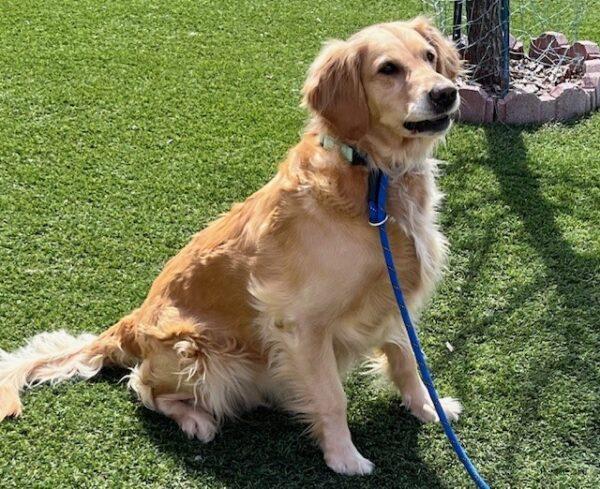 ADOPTED 4/13/24!!  BONDED PAIR!! Zoe-8 years old (Female) & Lola-2 years old (Female) - Image 4