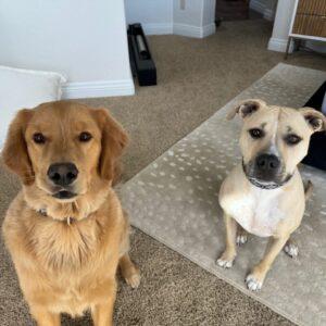 ADOPTED 4/13/24!!! BONDED PAIR!  Patrick 2.5 (Male-Golden Retriever) and Joey 5.5 (Male-Mixed Breed)