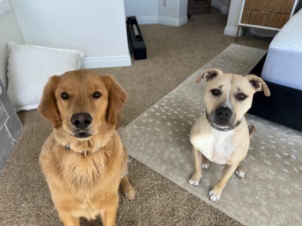 ADOPTED 4/13/24!!! BONDED PAIR!  Patrick 2.5 (Male-Golden Retriever) and Joey 5.5 (Male-Mixed Breed)