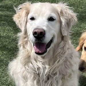 ADOPTED 4/28/24!! Ella Bella-9 years old (Female)