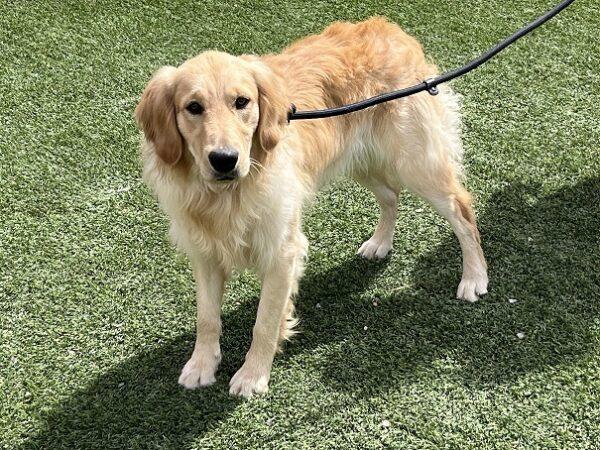ADOPTED 4/7/24!! Brady-11 months old (Male) - Image 5