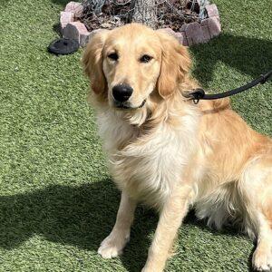 ADOPTED 4/7/24!! Brady-11 months old (Male)