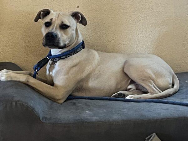 ADOPTED 4/13/24!!! BONDED PAIR!  Patrick 2.5 (Male-Golden Retriever) and Joey 5.5 (Male-Mixed Breed) - Image 2
