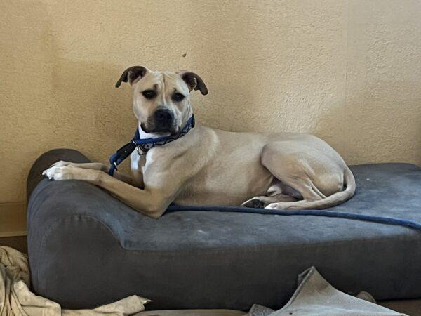 ADOPTED 4/13/24!!! BONDED PAIR!  Patrick 2.5 (Male-Golden Retriever) and Joey 5.5 (Male-Mixed Breed) - Image 4