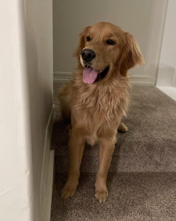 ADOPTED 4/13/24!!! BONDED PAIR!  Patrick 2.5 (Male-Golden Retriever) and Joey 5.5 (Male-Mixed Breed) - Image 8
