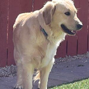 ADOPTED 5/25/24!! Amanda-2 years old (Female)