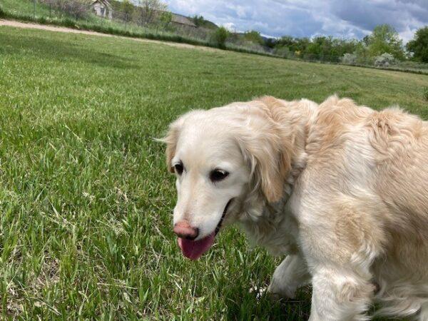 ADOPTED 7/18/24!! Brooklyn-8 years old - Image 2