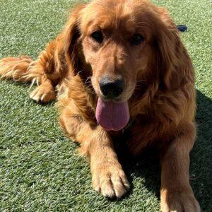 ADOPTED 5/12/24!! Kayla-5 years old (Female)
