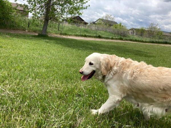 ADOPTED 7/18/24!! Brooklyn-8 years old - Image 3