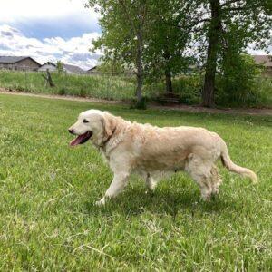 ADOPTED 7/18/24!! Brooklyn-8 years old