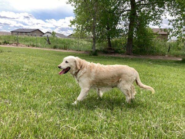 ADOPTED 7/18/24!! Brooklyn-8 years old