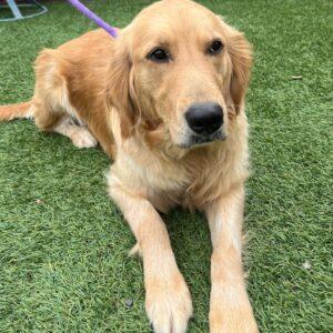 ADOPTED 6/9/24!!!-Evelyn-3 years old