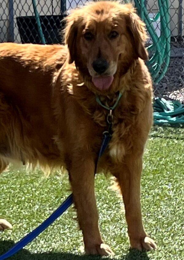 ADOPTED 5/12/24!! Kayla-5 years old (Female) - Image 4