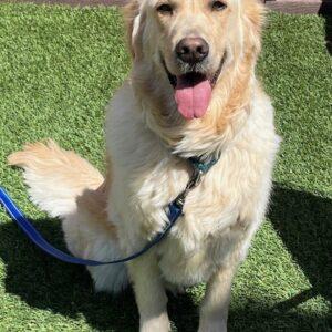 ADOPTED 5/2/24!!! Hunter-2 years old (Male)