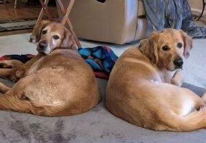 ADOPTED!  BONDED PAIR!!! Angus & Noah-6 years old (Males)