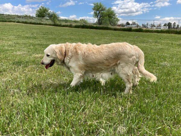 ADOPTED 7/18/24!! Brooklyn-8 years old - Image 5