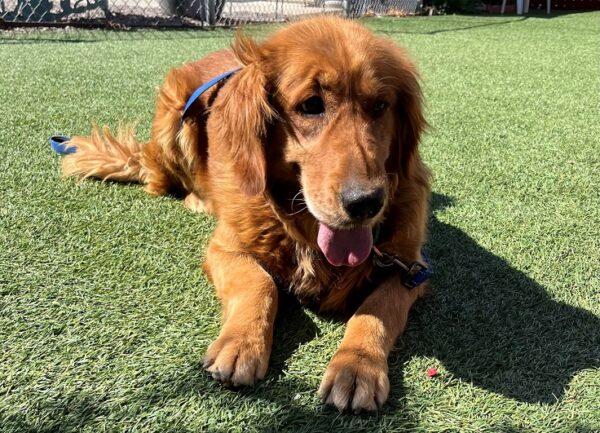 ADOPTED 5/12/24!! Kayla-5 years old (Female) - Image 5