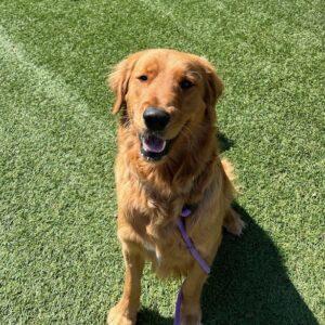 Milo-18 months (Male)