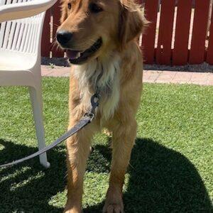 ADOPTED 7/13/24!! Abby-1.5 years (Female)