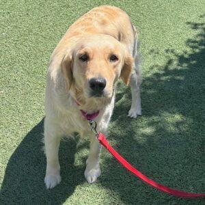 ADOPTED 7/29/24!! Torrey-3 years old (Female)