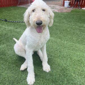 ADOPTED 7/13/24!! Rocky-18 months (Goldendoodle-Male)