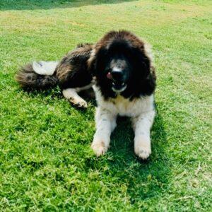 ADOPTED 6/21/24!!! Mason-6 month old (Male) Newfie mix