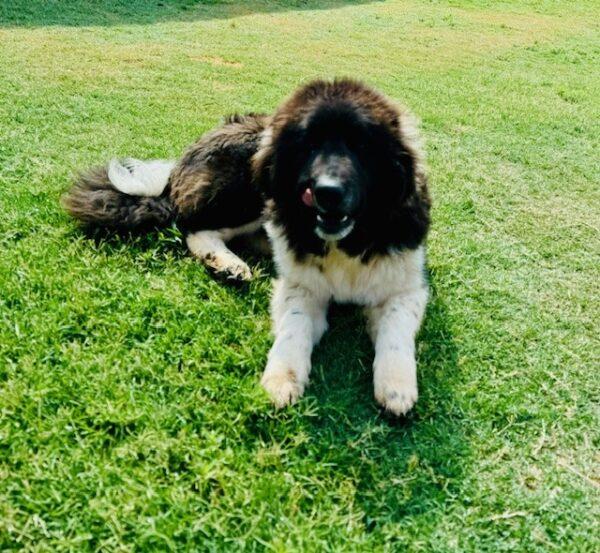 ADOPTED 6/21/24!!! Mason-6 month old (Male) Newfie mix
