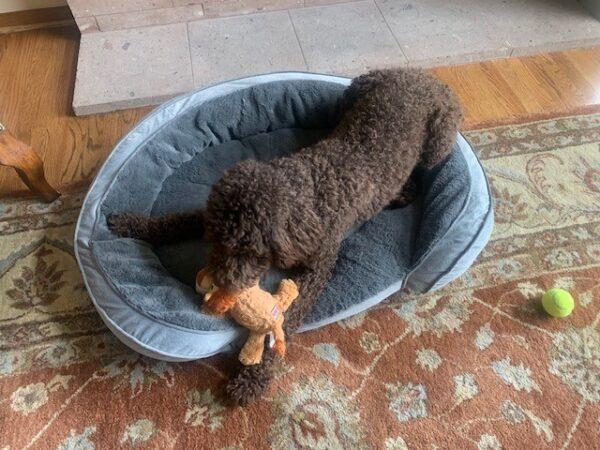 ADOPTED 7/7/24!! Maggie-11 months old (Female) Goldendoodle - Image 2