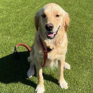 ADOPTED 6/28/24!! Rosie-15 months (Female)