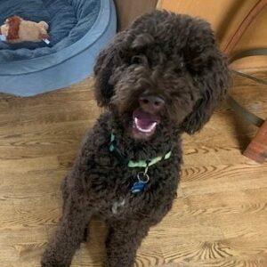 ADOPTED 7/7/24!! Maggie-11 months old (Female) Goldendoodle