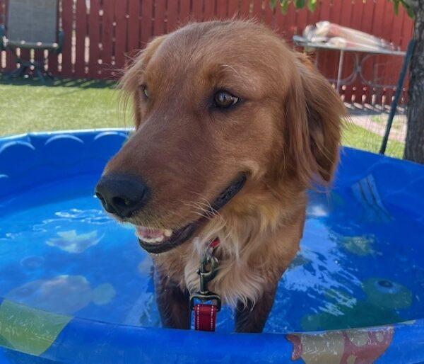 ADOPTED 6/30/24!! Brynn-2 years old (Female) - Image 6