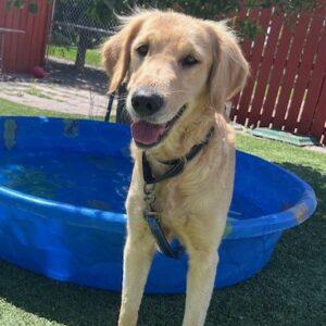 ADOPTED 7/17/24!! Carmen-3 years old (Female)