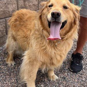 ADOPTED 6/15/24!! BONDED!!! Bella (6 years old) and Buddy (6 years old)