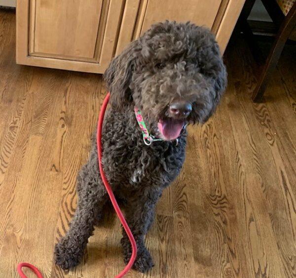ADOPTED 7/7/24!! Maggie-11 months old (Female) Goldendoodle - Image 4