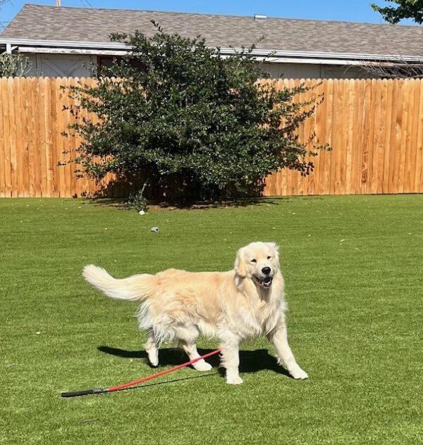 ADOPTED 6/29/24!! Dauber-2 years old (Male) - Image 4