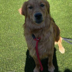 ADOPTED 7/7/24!! Sully-11 months old (Male)