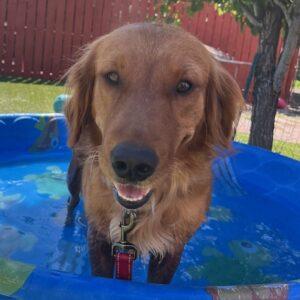 ADOPTED 6/30/24!! Brynn-2 years old (Female)