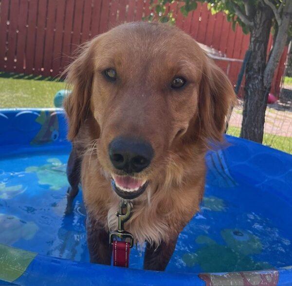 ADOPTED 6/30/24!! Brynn-2 years old (Female)