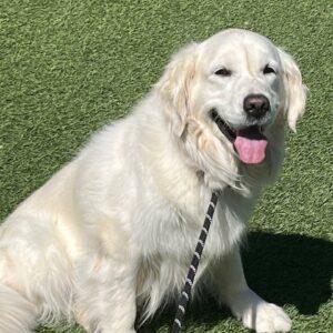 ADOPTED 6/19/24!! Dinah-5 years old (Female)