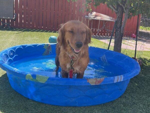 ADOPTED 6/30/24!! Brynn-2 years old (Female) - Image 3