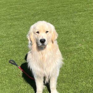 ADOPTED 6/29/24!! Dauber-2 years old (Male)