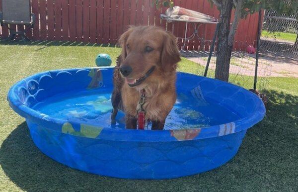 ADOPTED 6/30/24!! Brynn-2 years old (Female) - Image 4