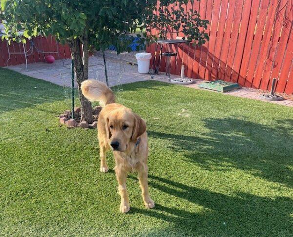 ADOPTED 7/21/24!! Max-1 year old (MALE) - Image 2