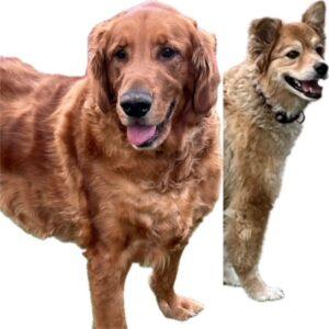 ADOPTED 10/5/24!!! BONDED PAIR!!! Seabiscuit (Male)-7 years old & Roxy (Female) mix breed-7 years old