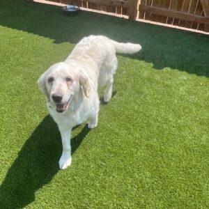 ADOPTED 7/28/24!!! Skye-4 years old (Female)