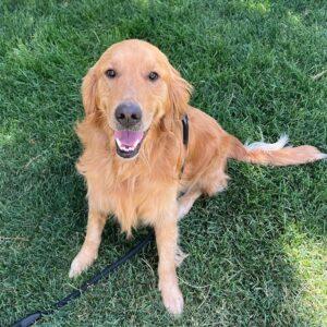 ADOPTED 7/4/24!! Spaghetti-3 years old (Male)