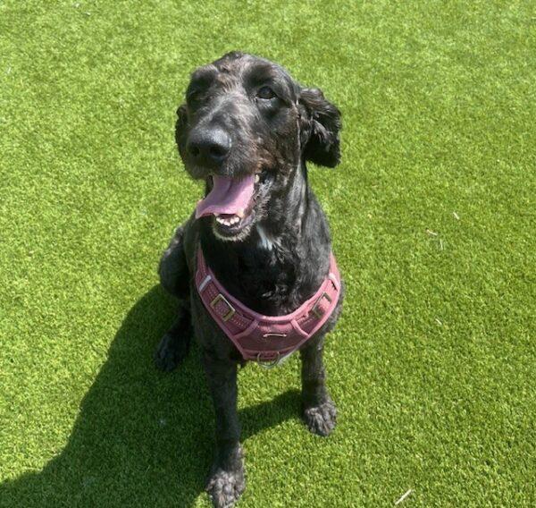 ADOPTED 8/24/24!!! Piper-5 years old (Female) Goldendoodle - Image 2